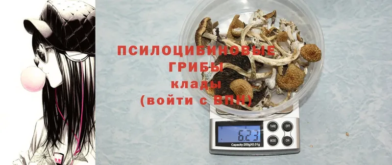 кракен ССЫЛКА  Алагир  Галлюциногенные грибы Magic Shrooms  как найти закладки 